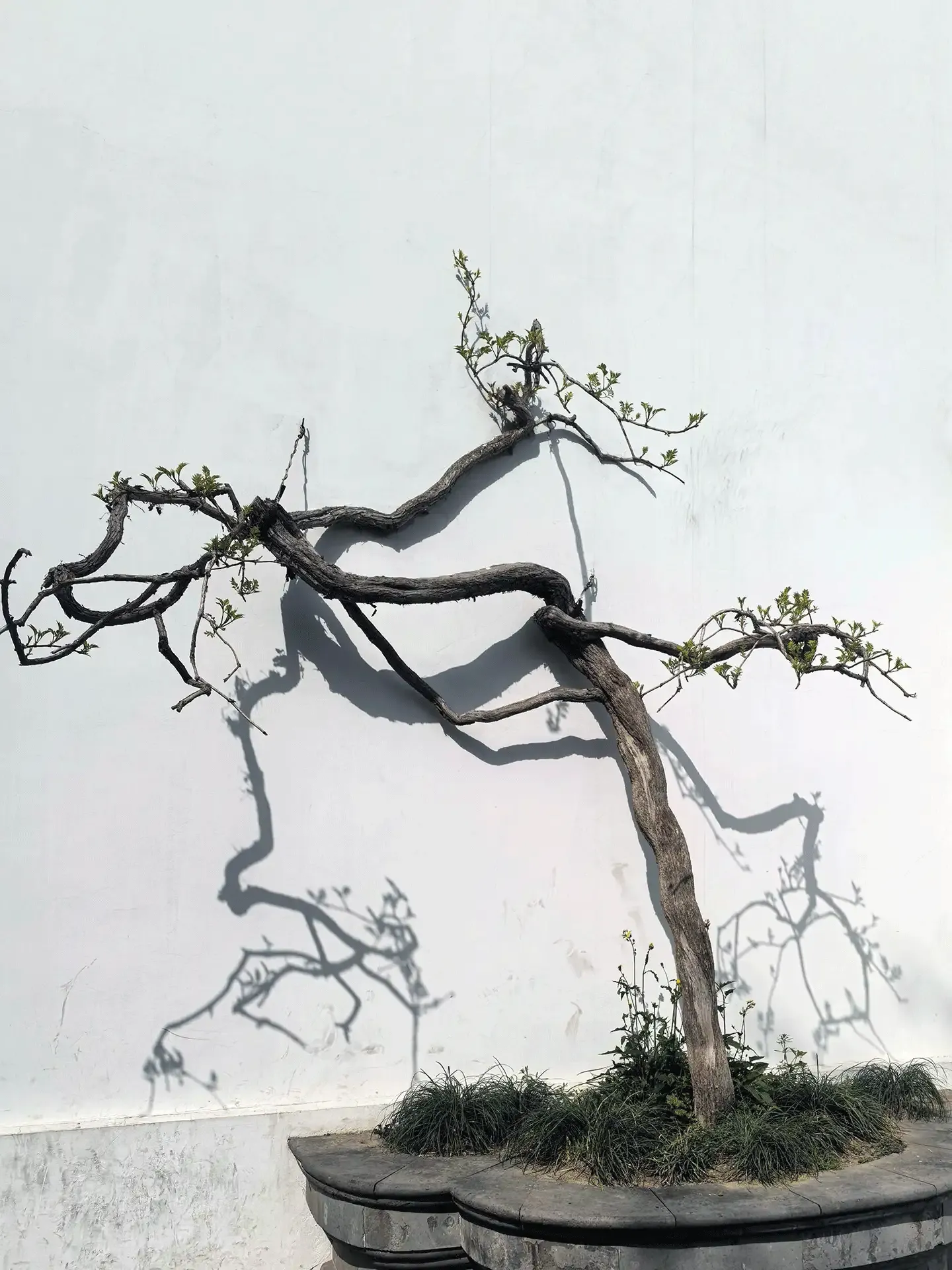 suzhou-journey-humble-administrators-garden-3-b79ad012.webp